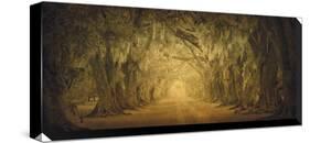 Evergreen Old Allee Study 1-William Guion-Stretched Canvas