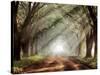 Evergreen Plantation-Mike Jones-Stretched Canvas