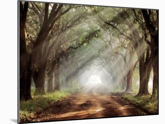 Evergreen Plantation-Mike Jones-Mounted Premium Photographic Print