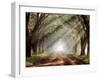 Evergreen Plantation-Mike Jones-Framed Photographic Print