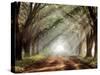 Evergreen Plantation-Mike Jones-Stretched Canvas