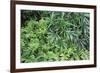 Evergreen Plants-Archie Young-Framed Photographic Print