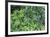 Evergreen Plants-Archie Young-Framed Photographic Print