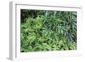 Evergreen Plants-Archie Young-Framed Photographic Print