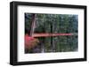 Evergreen Reflections-michaelmill-Framed Photographic Print