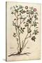 Evergreen Rose (Rosa Sempervirens)By Leonhart Fuchs from De Historia Stirpium Commentarii Insignes-null-Stretched Canvas