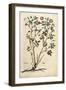 Evergreen Rose (Rosa Sempervirens)By Leonhart Fuchs from De Historia Stirpium Commentarii Insignes-null-Framed Giclee Print