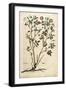 Evergreen Rose (Rosa Sempervirens)By Leonhart Fuchs from De Historia Stirpium Commentarii Insignes-null-Framed Giclee Print