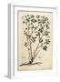 Evergreen Rose (Rosa Sempervirens)By Leonhart Fuchs from De Historia Stirpium Commentarii Insignes-null-Framed Giclee Print