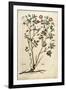 Evergreen Rose (Rosa Sempervirens)By Leonhart Fuchs from De Historia Stirpium Commentarii Insignes-null-Framed Giclee Print
