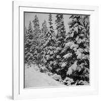 Evergreen Trees after early Fall Blizzard on Independence Pass, Colorado, 1941-Marion Post Wolcott-Framed Photographic Print