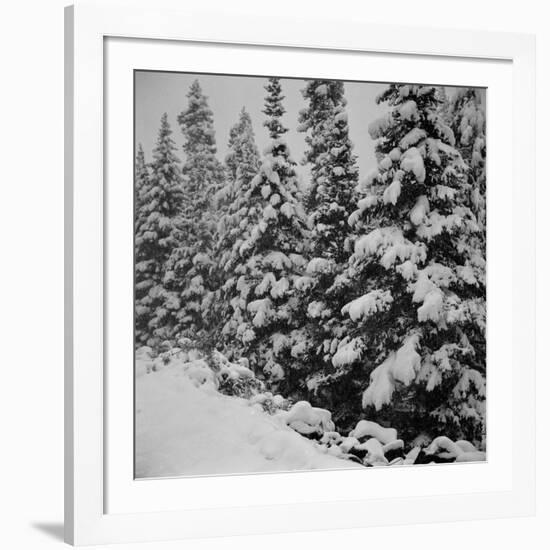 Evergreen Trees after early Fall Blizzard on Independence Pass, Colorado, 1941-Marion Post Wolcott-Framed Photographic Print