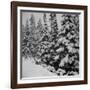 Evergreen Trees after early Fall Blizzard on Independence Pass, Colorado, 1941-Marion Post Wolcott-Framed Photographic Print