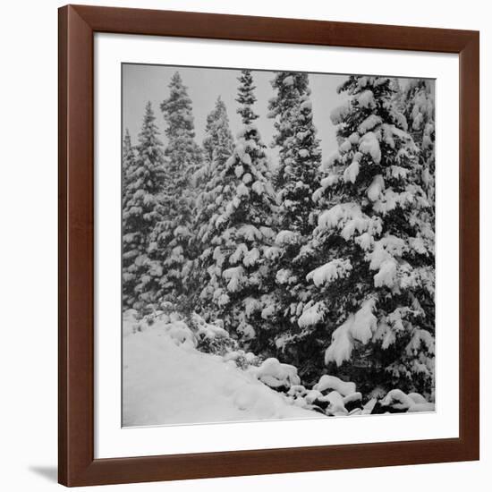 Evergreen Trees after early Fall Blizzard on Independence Pass, Colorado, 1941-Marion Post Wolcott-Framed Photographic Print