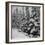 Evergreen Trees after early Fall Blizzard on Independence Pass, Colorado, 1941-Marion Post Wolcott-Framed Photographic Print