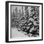 Evergreen Trees after early Fall Blizzard on Independence Pass, Colorado, 1941-Marion Post Wolcott-Framed Photographic Print