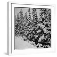 Evergreen Trees after early Fall Blizzard on Independence Pass, Colorado, 1941-Marion Post Wolcott-Framed Photographic Print