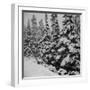 Evergreen Trees after early Fall Blizzard on Independence Pass, Colorado, 1941-Marion Post Wolcott-Framed Photographic Print