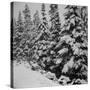 Evergreen Trees after early Fall Blizzard on Independence Pass, Colorado, 1941-Marion Post Wolcott-Stretched Canvas