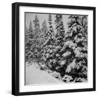 Evergreen Trees after early Fall Blizzard on Independence Pass, Colorado, 1941-Marion Post Wolcott-Framed Premium Photographic Print