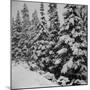 Evergreen Trees after early Fall Blizzard on Independence Pass, Colorado, 1941-Marion Post Wolcott-Mounted Premium Photographic Print