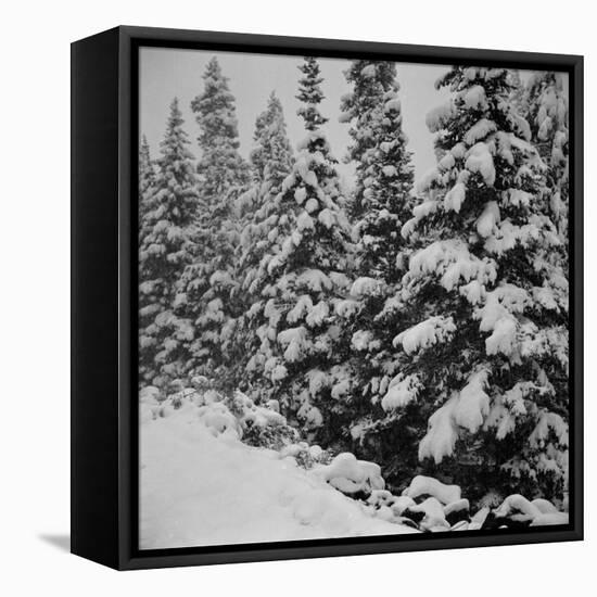 Evergreen Trees after early Fall Blizzard on Independence Pass, Colorado, 1941-Marion Post Wolcott-Framed Stretched Canvas