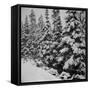Evergreen Trees after early Fall Blizzard on Independence Pass, Colorado, 1941-Marion Post Wolcott-Framed Stretched Canvas