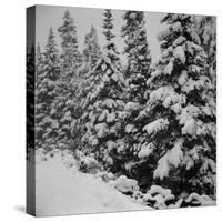 Evergreen Trees after early Fall Blizzard on Independence Pass, Colorado, 1941-Marion Post Wolcott-Stretched Canvas