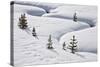 Evergreen Trees in the Snow with a Meandering Stream-James Hager-Stretched Canvas