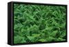 Evergreen Wood Ferns-James Randklev-Framed Stretched Canvas