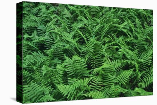 Evergreen Wood Ferns-James Randklev-Stretched Canvas