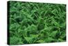 Evergreen Wood Ferns-James Randklev-Stretched Canvas