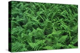 Evergreen Wood Ferns-James Randklev-Stretched Canvas