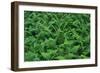 Evergreen Wood Ferns-James Randklev-Framed Photographic Print