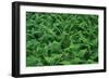 Evergreen Wood Ferns-James Randklev-Framed Photographic Print
