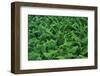 Evergreen Wood Ferns-James Randklev-Framed Photographic Print