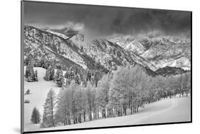 Evergreens and Aspen Trees in a Snow Storm Near Gobbler's Knob, Utah-Howie Garber-Mounted Photographic Print