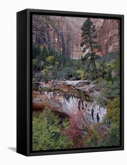 Evergreens, Red Maples, and Red Rock on the Emerald Pools Trail, Zion National Park, Utah, USA-James Hager-Framed Stretched Canvas