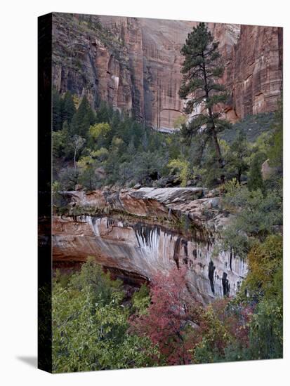Evergreens, Red Maples, and Red Rock on the Emerald Pools Trail, Zion National Park, Utah, USA-James Hager-Stretched Canvas