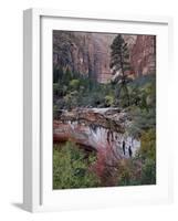 Evergreens, Red Maples, and Red Rock on the Emerald Pools Trail, Zion National Park, Utah, USA-James Hager-Framed Photographic Print