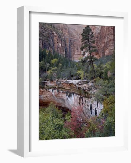 Evergreens, Red Maples, and Red Rock on the Emerald Pools Trail, Zion National Park, Utah, USA-James Hager-Framed Photographic Print