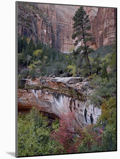 Evergreens, Red Maples, and Red Rock on the Emerald Pools Trail, Zion National Park, Utah, USA-James Hager-Mounted Photographic Print