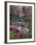 Evergreens, Red Maples, and Red Rock on the Emerald Pools Trail, Zion National Park, Utah, USA-James Hager-Framed Photographic Print