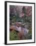 Evergreens, Red Maples, and Red Rock on the Emerald Pools Trail, Zion National Park, Utah, USA-James Hager-Framed Photographic Print