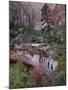 Evergreens, Red Maples, and Red Rock on the Emerald Pools Trail, Zion National Park, Utah, USA-James Hager-Mounted Photographic Print