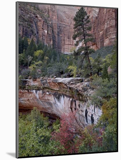 Evergreens, Red Maples, and Red Rock on the Emerald Pools Trail, Zion National Park, Utah, USA-James Hager-Mounted Photographic Print