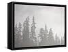 Evergreens Surrounded by Fog, Jasper National Park, UNESCO World Heritage Site, Alberta, Canada-James Hager-Framed Stretched Canvas