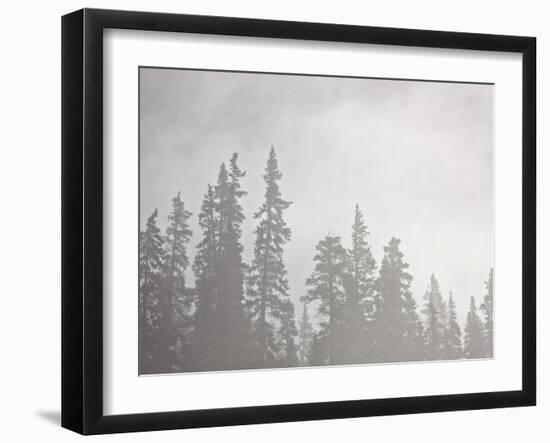 Evergreens Surrounded by Fog, Jasper National Park, UNESCO World Heritage Site, Alberta, Canada-James Hager-Framed Photographic Print