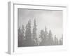 Evergreens Surrounded by Fog, Jasper National Park, UNESCO World Heritage Site, Alberta, Canada-James Hager-Framed Photographic Print