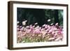 Everlastings in Spring-FS Studio-Framed Giclee Print